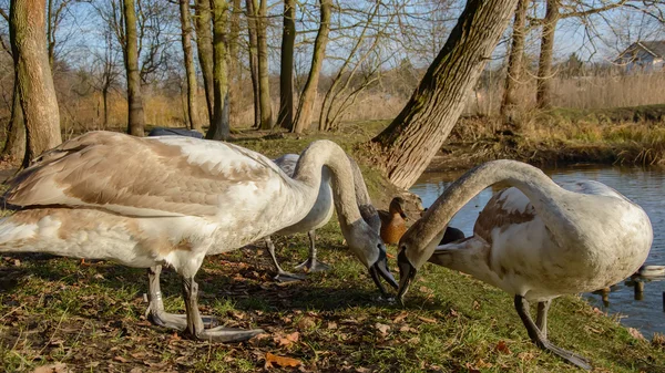 Beobachtung und Fütterung der Schwäne und Enten am Ufer des Teiches. — Stockfoto