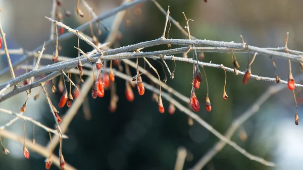 Gojibär, röd frukt, torkat naturligt på busken. — Stockfoto