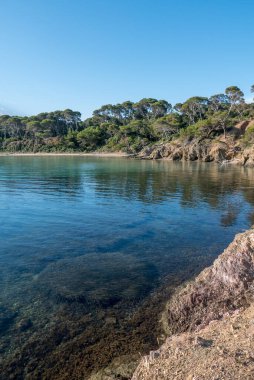 Yazın Porquerolles adasının keşfi. Fransız Rivierası 'nın bu manzarasında terk edilmiş plajlar ve çam ağaçları, Var.