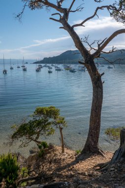 Yazın Porquerolles adasının keşfi. Fransız Rivierası 'nın bu manzarasında terk edilmiş plajlar ve çam ağaçları, Var.