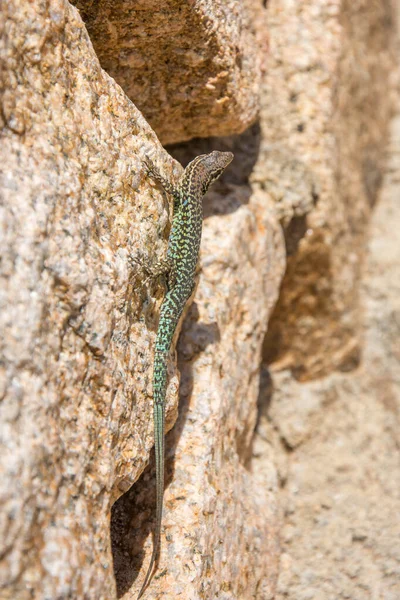 Découverte Île Beauté Dans Sud Corse Mai France — Photo