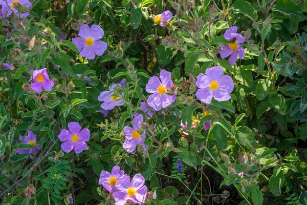 Discovery Island Beauty Southern Corsica May France — ストック写真