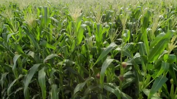 Green Maize Corn Field Plantation Summer Agricultural Season Flight Green — Stock Video