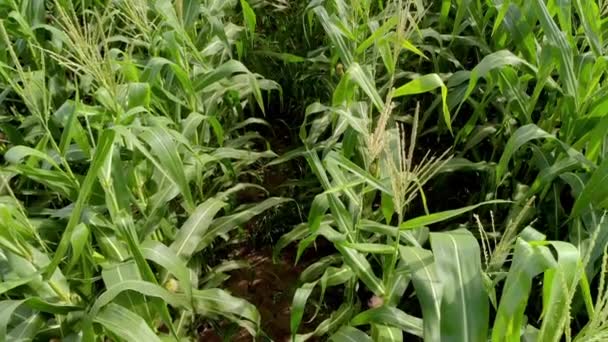 Green Maize Corn Field Plantation Summer Agricultural Season Flight Green — Stock Video