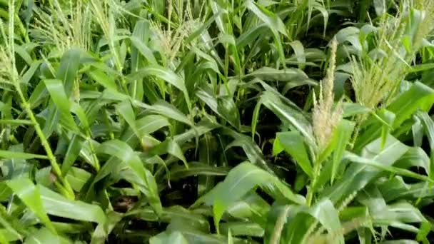 Milho Verde Plantação Campo Milho Temporada Agrícola Verão Voo Acima — Vídeo de Stock