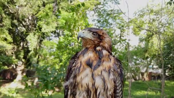 ハリス ホーク Harris Hawk Parabuteo Unicinctus ラテンアメリカでペウコ Peuco として知られる中規模の獲物の鳥である — ストック動画