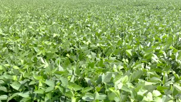 緑の大豆畑の空撮 — ストック動画