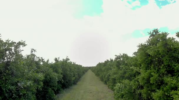 プランテーションのオレンジの木の列の上の空中の景色 — ストック動画