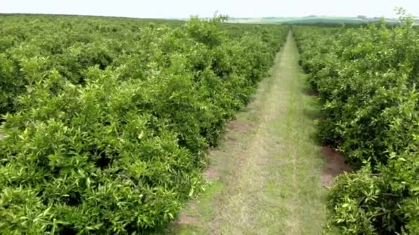 Vue Aérienne Dessus Des Rangées Orangers Dans Plantation — Video
