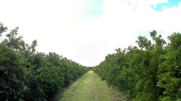 オレンジ畑の空中ビデオ — ストック動画