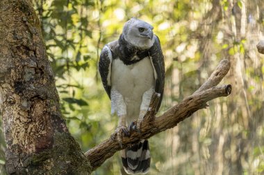 The Harpy Eagle (Harpia harpyja) with green nature bokeh as background. clipart
