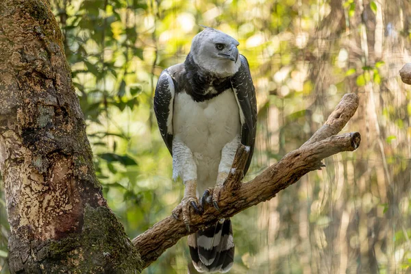 Harpy Eagle (Harpia harpyja) arka plan olarak yeşil doğa bokeh.