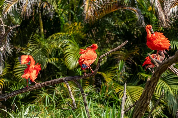 Scharlachroter Ibis Oder Eudocimus Ruber Aus Der Familie Der Threskiornithidae — Stockfoto