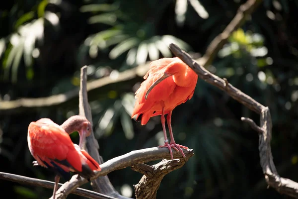 Scarlet Ibis Eudocimus Ruber Red Bird Threskiornithidae Family — Stock Photo, Image