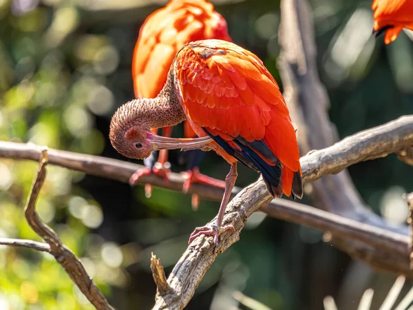 スカーレット アイビス 英語版 またはエウドシムス 英語版 スレスキオルニトシダス科の赤い鳥をこすりつけた — ストック写真