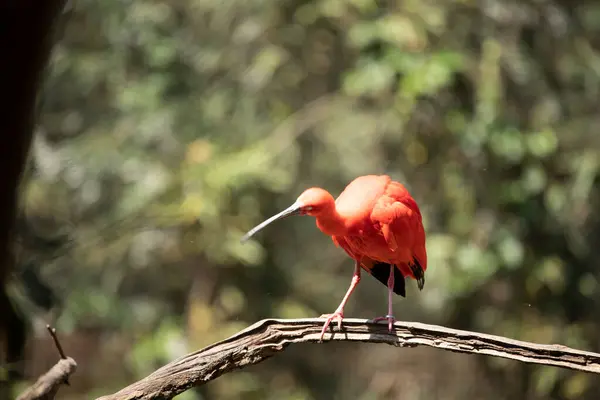 Scarlet Ibis Eudocimus Ruber Κόκκινο Πτηνό Της Οικογένειας Threskiornithidae — Φωτογραφία Αρχείου