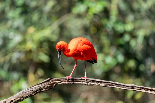 Szkarłatny Ibis Lub Eudocimus Ruber Czerwony Ptak Rodziny Threskiornithidae — Zdjęcie stockowe