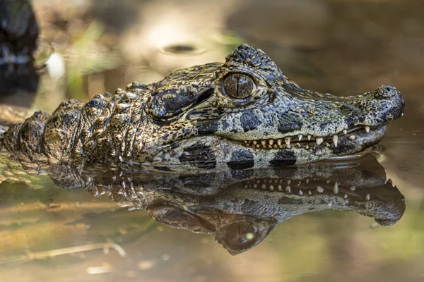 Alligatore Prendere Sole Sull Erba — Foto Stock