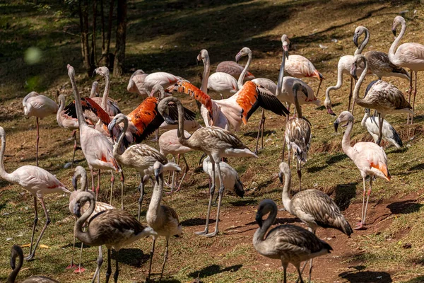 Group Flamingos Standing Grass — Stock Photo, Image