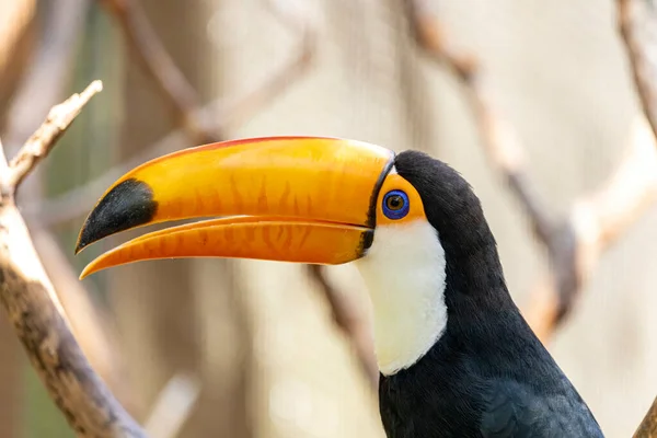 枝に触れる ブラジルにバードパーク — ストック写真