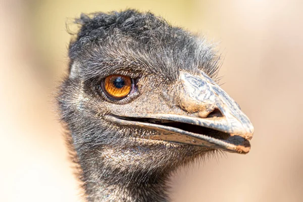 Emu Druhý Největší Živý Pták Podle Výšky Jeho Ratite Relativní — Stock fotografie