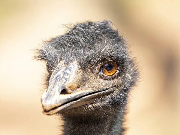Emu Segundo Maior Pássaro Vivo Por Altura Depois Seu Parente — Fotografia de Stock