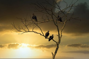Vultures on tree branch at sunset. clipart