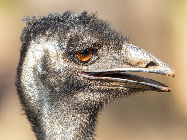 Emuは高さで2番目に大きい鳥です その比率の相対的な後 ダチョウ — ストック写真