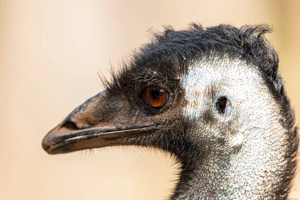 Emuは高さで2番目に大きい鳥です その比率の相対的な後 ダチョウ — ストック写真