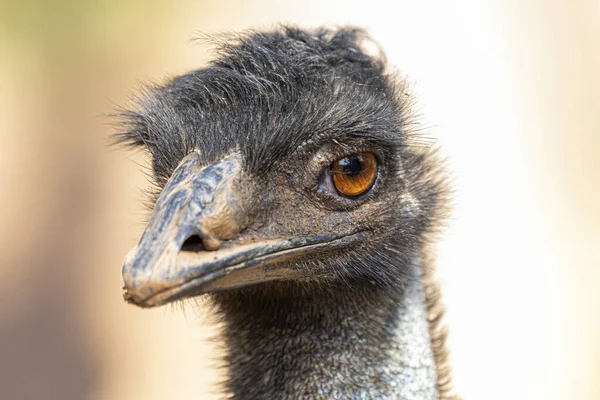 Emu Segundo Maior Pássaro Vivo Por Altura Depois Seu Parente — Fotografia de Stock