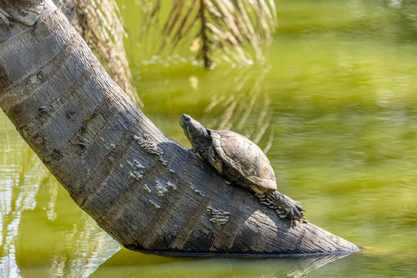 Χελώνες Στον Ήλιο Στη Λίμνη — Φωτογραφία Αρχείου