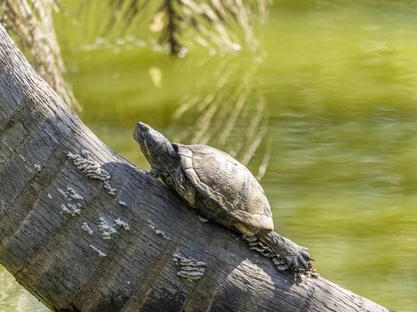 湖の太陽の下のカメは — ストック写真