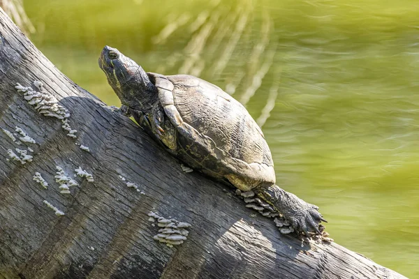 Черепахи Сонці Озері — стокове фото