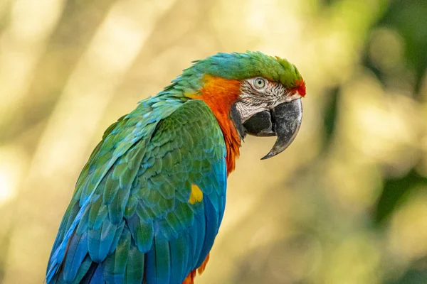 Guacamayo Híbrido Este Espécimen Fue Resultado Del Cruce Guacamayo Verde — Foto de Stock