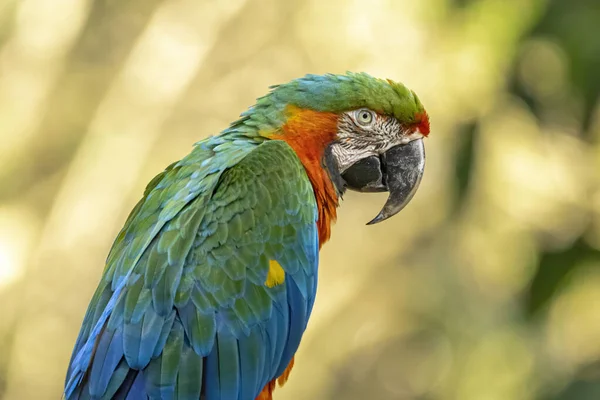 Hybrid Macaw Specimen Result Crossbreeding Great Green Macaw Ara Ambigua — Stock Photo, Image