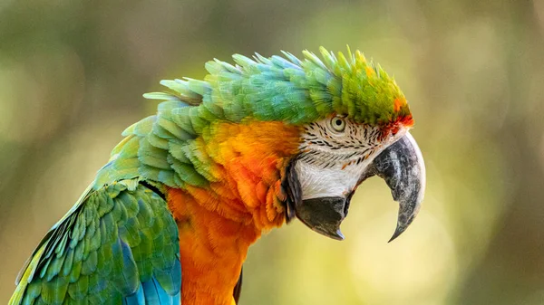 Hybrid Macaw Specimen Result Crossbreeding Great Green Macaw Ara Ambigua — Stock Photo, Image