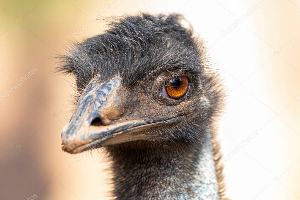 The emu is the second-largest living bird by height, after its ratite relative, the ostrich..
