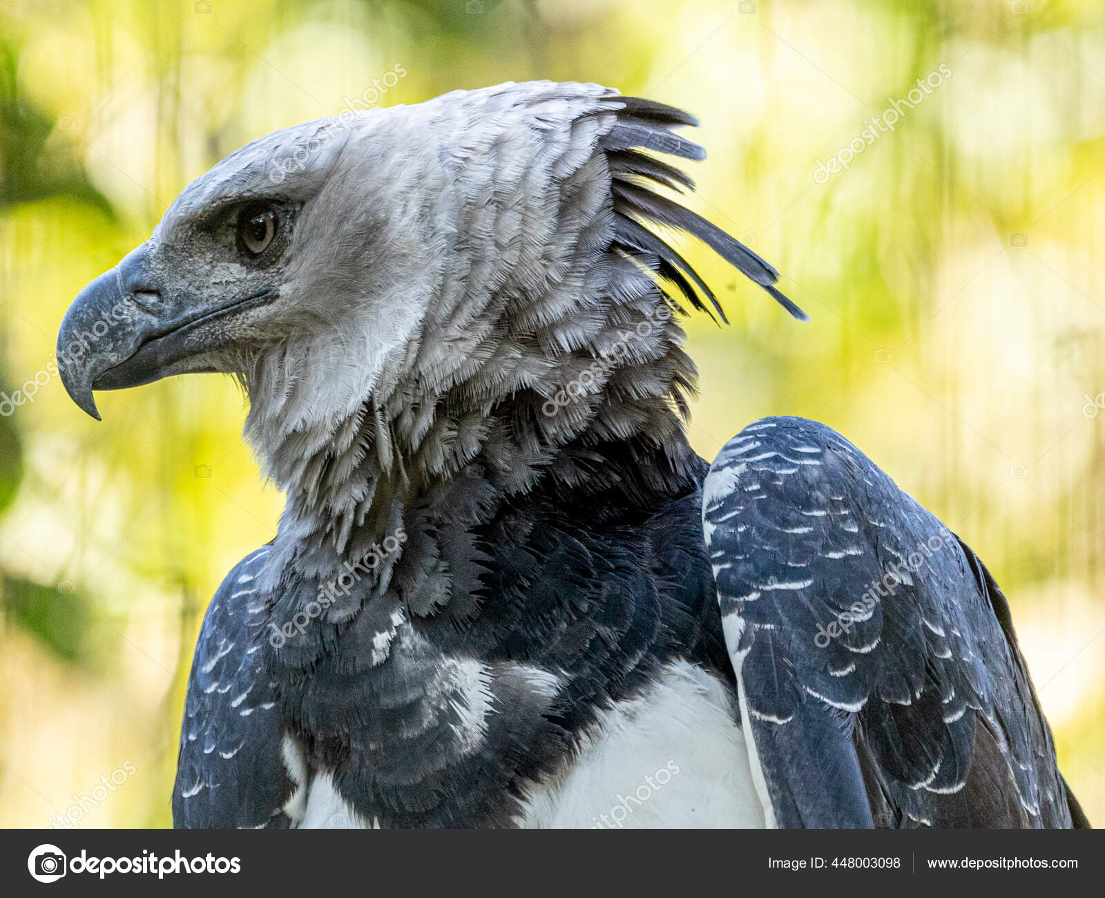 Harpy Eagle Flying Illustration Stock