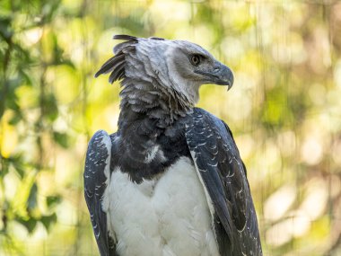 Harpy Eagle (Harpia harpyja) arka plan olarak yeşil doğa bokeh.