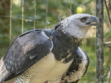 Harpy Eagle (Harpia harpyja) arka plan olarak yeşil doğa bokeh.
