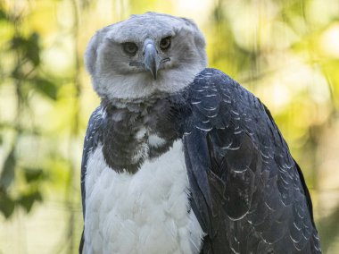 Harpy Eagle (Harpia harpyja) arka plan olarak yeşil doğa bokeh.