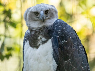 The Harpy Eagle (Harpia harpyja) with green nature bokeh as background. clipart