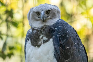 Harpy Eagle (Harpia harpyja) arka plan olarak yeşil doğa bokeh.