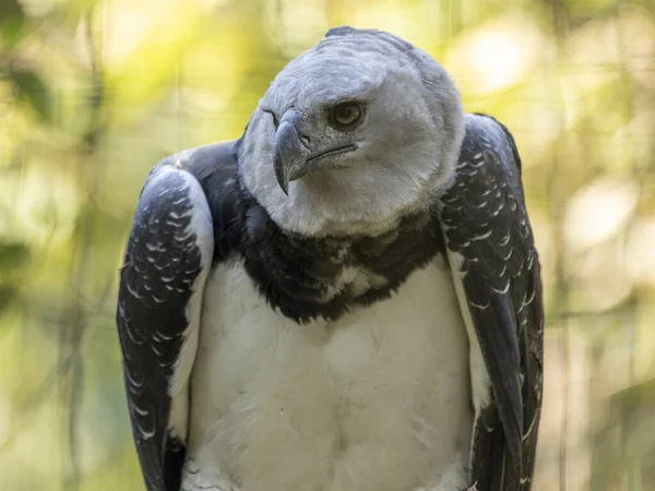 Harpy Eagle Harpia Harpyja Met Groene Natuur Bokeh Als Achtergrond — Stockfoto