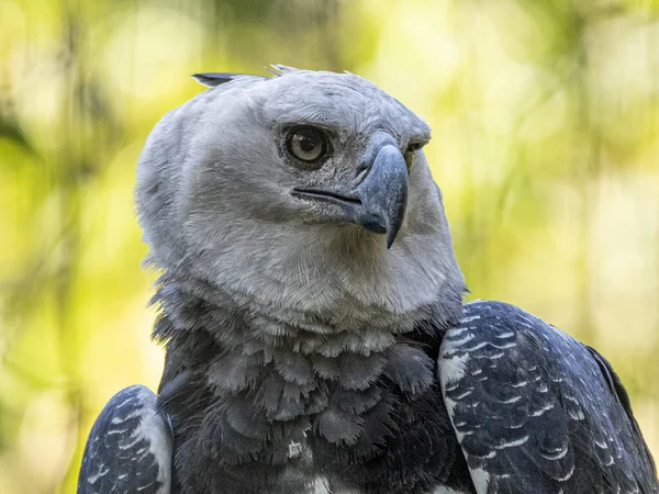 Harpy Eagle (Harpia harpyja) arka plan olarak yeşil doğa bokeh.