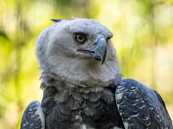 Harpy Eagle (Harpia harpyja) arka plan olarak yeşil doğa bokeh.