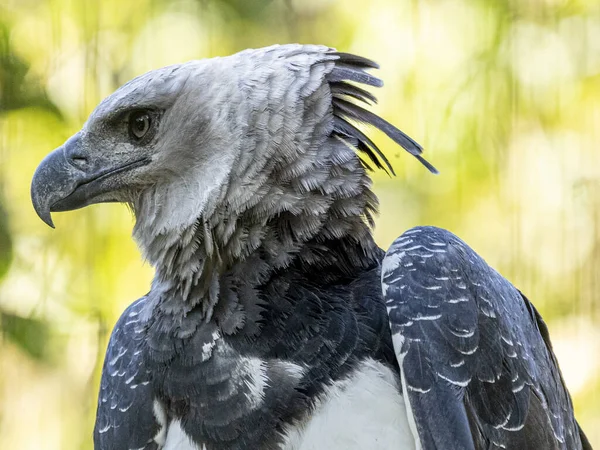 Harpy Eagle (Harpia harpyja) arka plan olarak yeşil doğa bokeh.