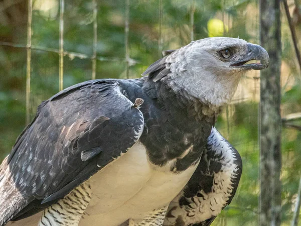 Harpy Eagle Harpia Harpyja Zeleným Přírodním Bokeh Jako Pozadí — Stock fotografie