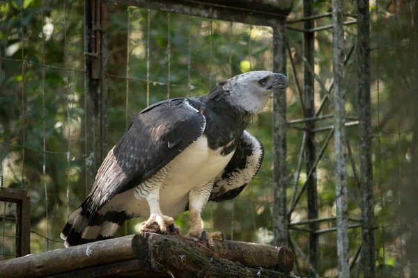 Águila Arpía Harpia Harpyja Con Naturaleza Verde Bokeh Como Fondo — Foto de Stock