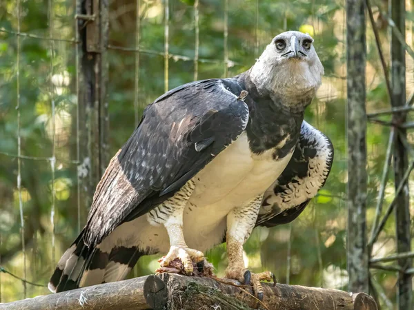 Águila Arpía Harpia Harpyja Con Naturaleza Verde Bokeh Como Fondo — Foto de Stock